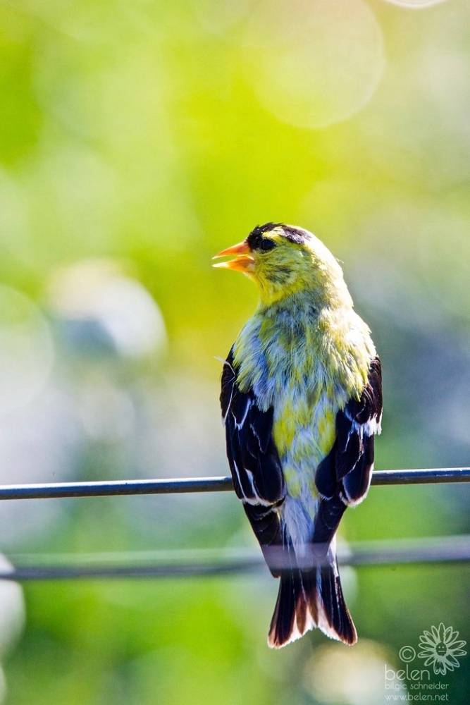 Awkward Teenager - Young male American Goldfinch by wanderinggrrl is licensed under CC BY-NC-SA 2.0